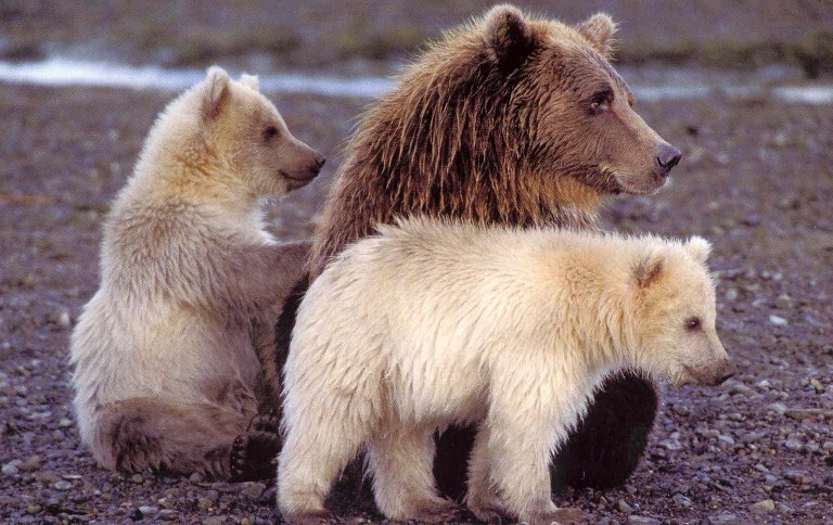 Медведи Камчатки – необычное о привычном